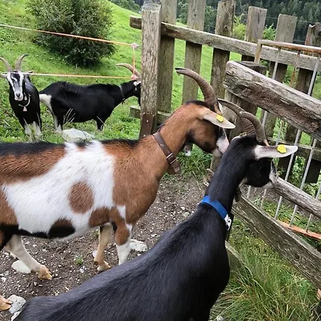 Hofstaetter Lejlighed *